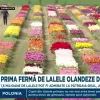 Prima ferma de lalele olandeze din Romania, in Dambovita