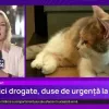 Pisicile unei actrite din Bucuresti au ajuns la spital sub influenta drogurilor