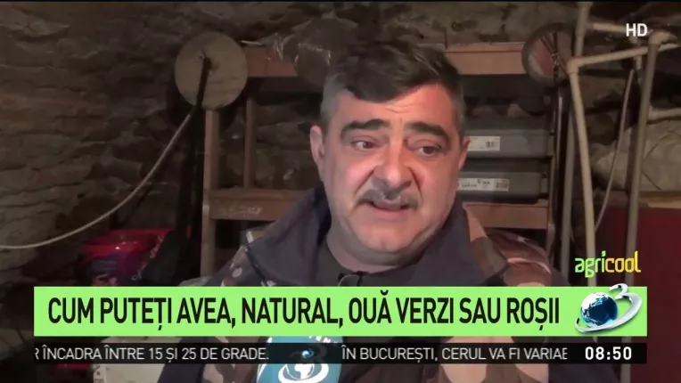 Gainile fac oua gata colorate la o ferma din Caras Severin