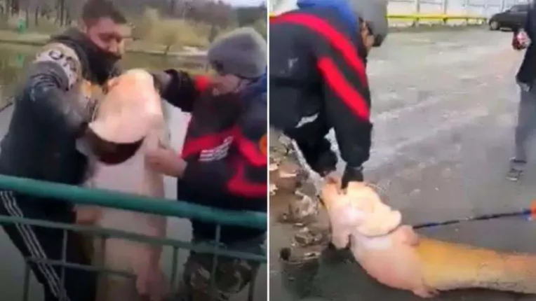 Somn urias prins de un pescar intr-o balta de langa Craiova, live pe Facebook