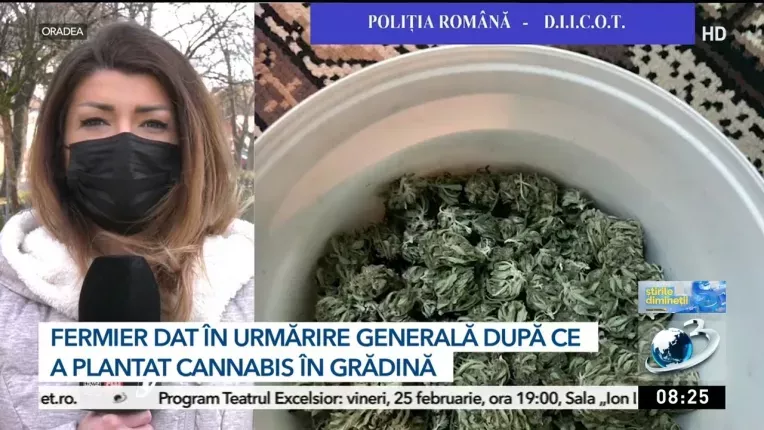 Tanar fermier, dat in urmarile generala dupa ce a plantat cannabis in gradina cu fonduri europene