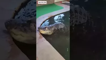 Un aligator, animal de companie al unui barbat din New York, a fost confiscat dupa 30 de ani